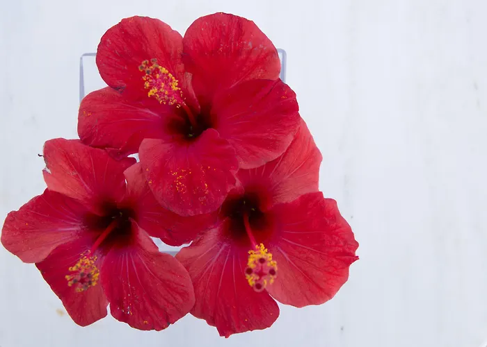 招待所 梅里梅里酒店 易莫洛林