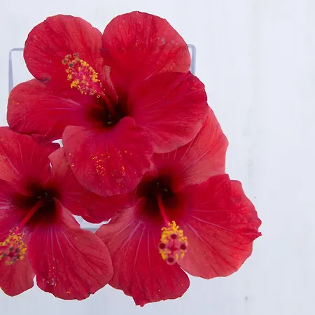 Gasthof Meli Meli Imerovigli (Santorini)